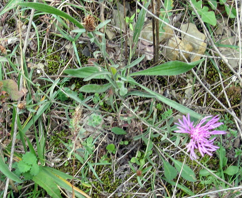 Centaurea jacea ?