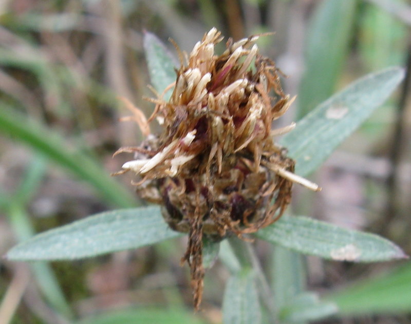 Centaurea jacea ?