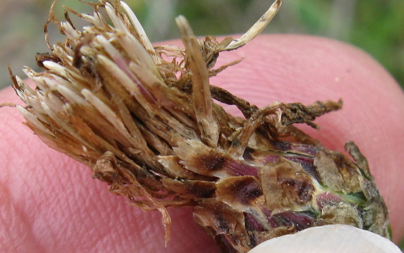 Centaurea jacea ?