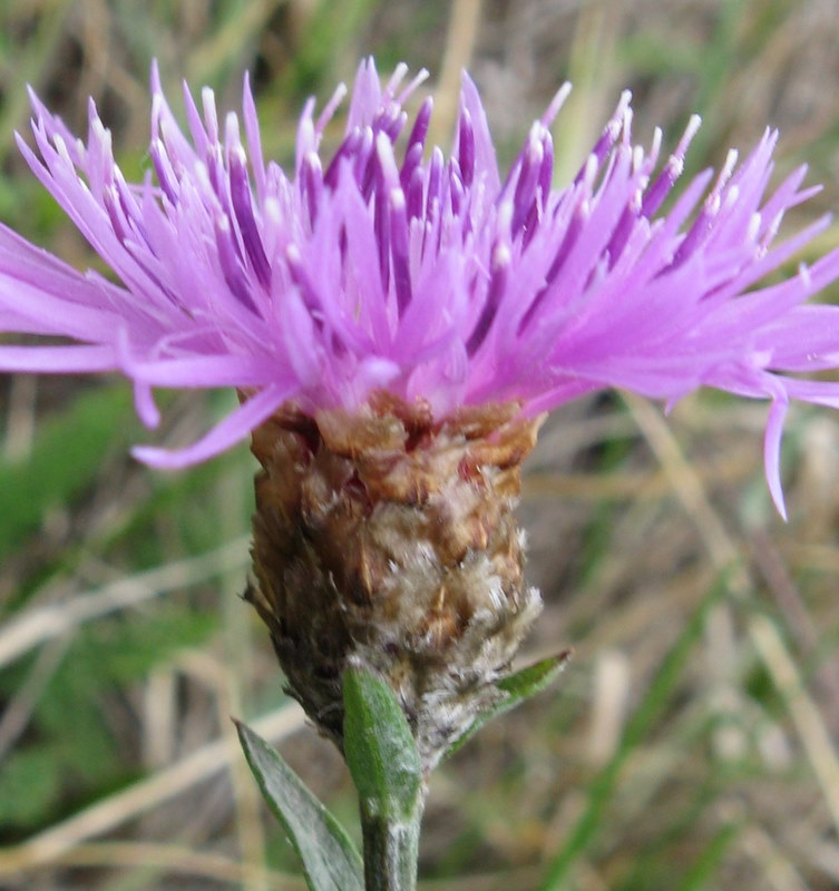 Centaurea jacea ?