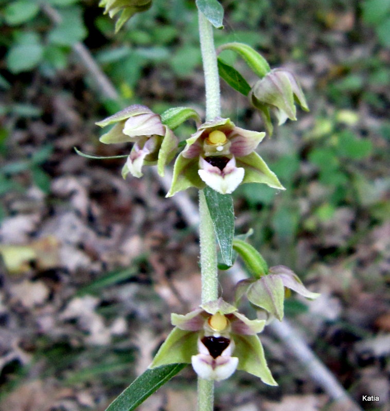 Epipactis Helleborine 2