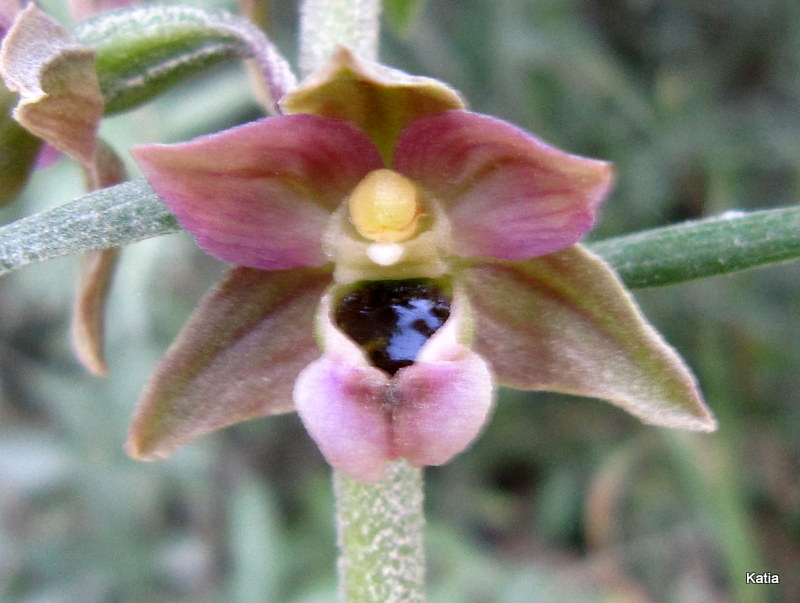 Epipactis Helleborine 2