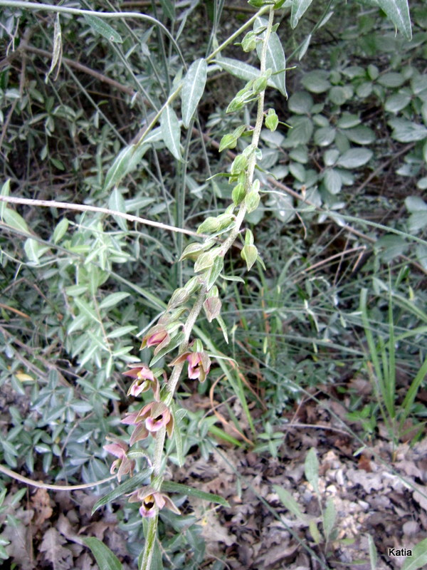 Epipactis Helleborine 2