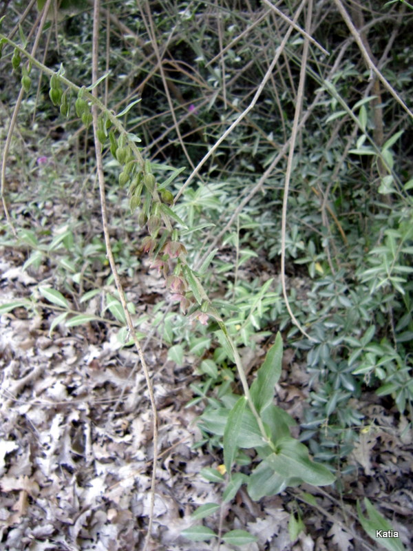 Epipactis Helleborine 2