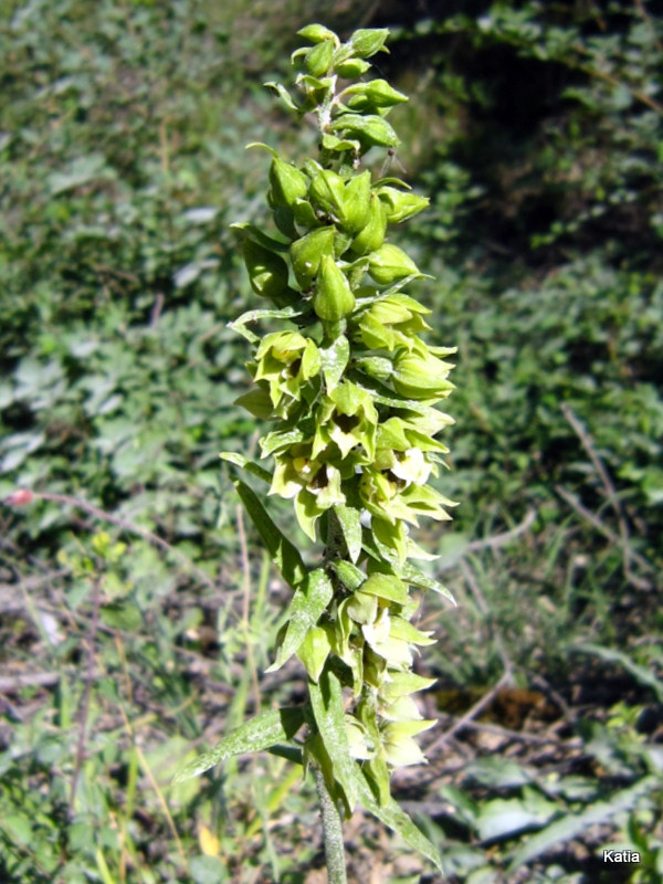 Epipactis helleborine 3