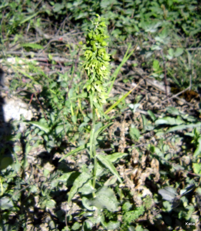 Epipactis helleborine 3