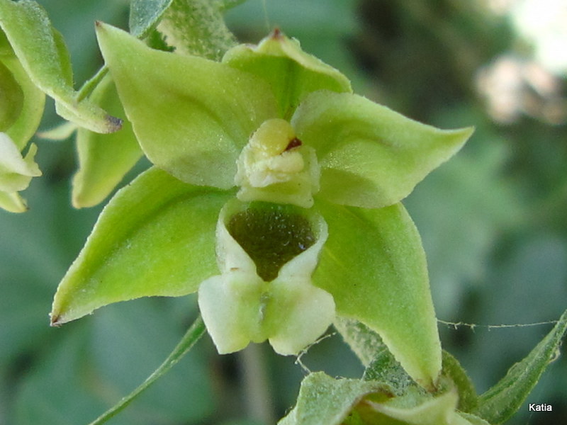 Epipactis helleborine 3