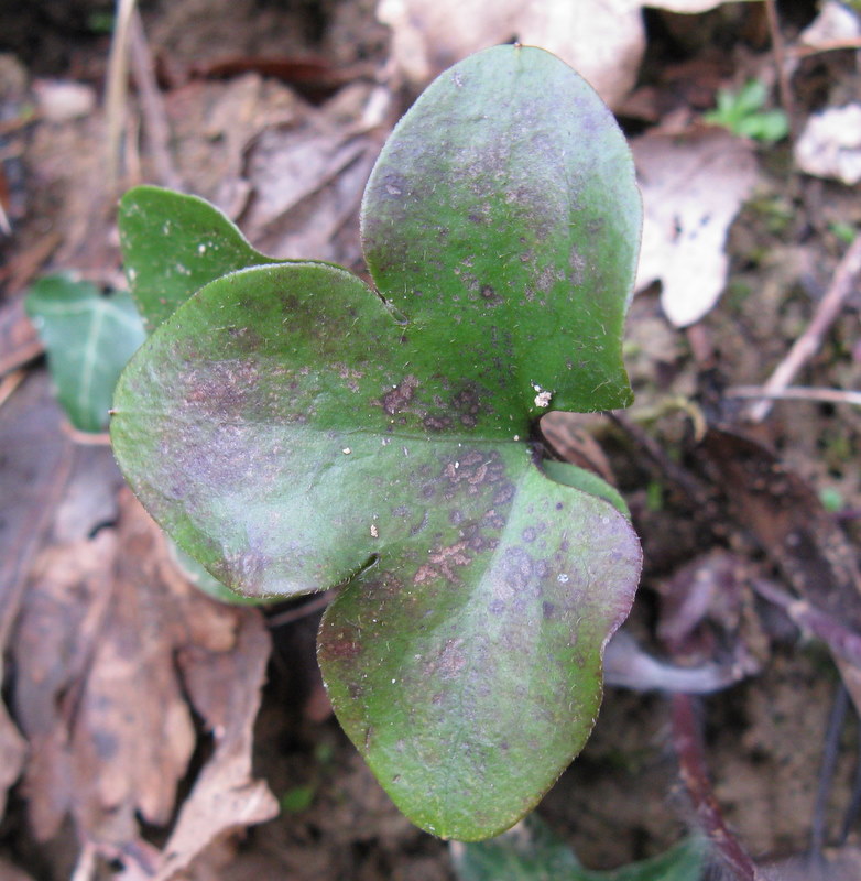 Hepatica nobilis