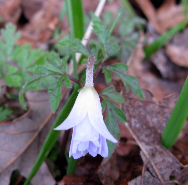 Anemone apennina / Anemone dell''Appennino