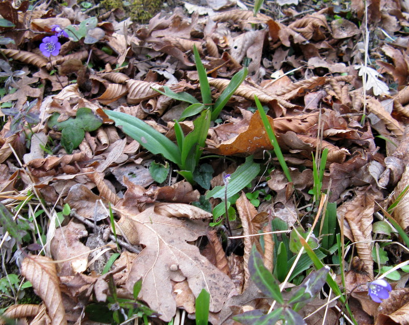 Hepatica nobilis