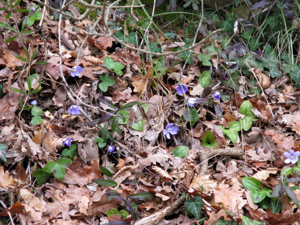 Hepatica nobilis