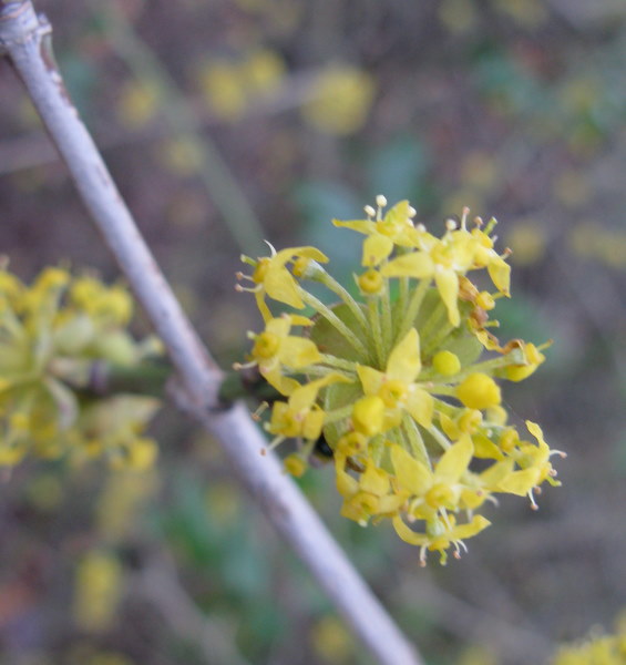 Arbusto in fiore - Cornus mas