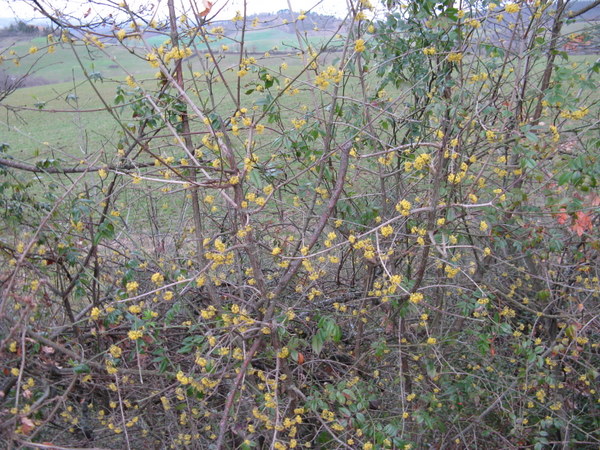 Arbusto in fiore - Cornus mas