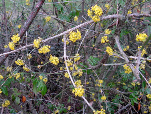 Arbusto in fiore - Cornus mas