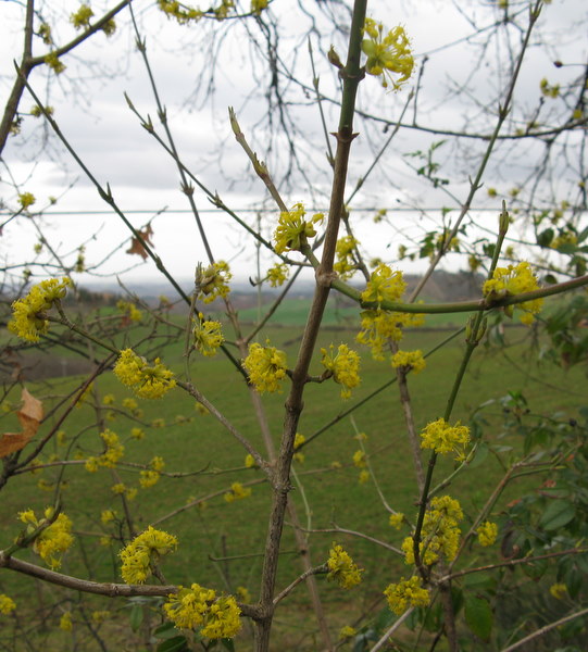 Arbusto in fiore - Cornus mas