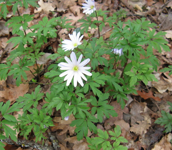 Anemone apennina / Anemone dell''Appennino