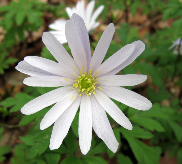 Anemone apennina / Anemone dell''Appennino