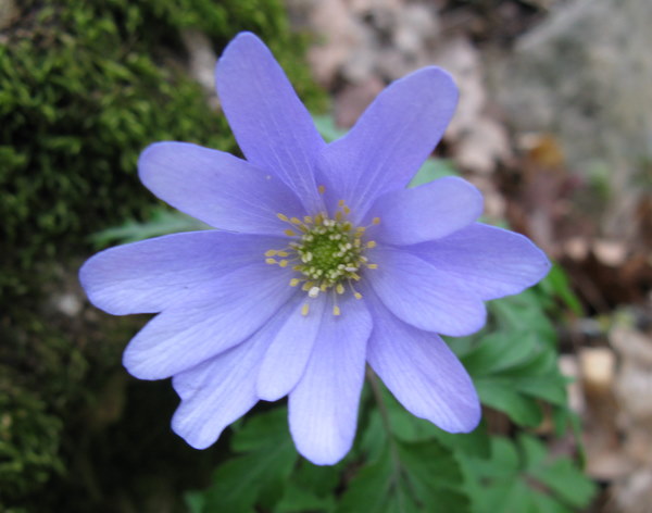 Anemone apennina / Anemone dell''Appennino