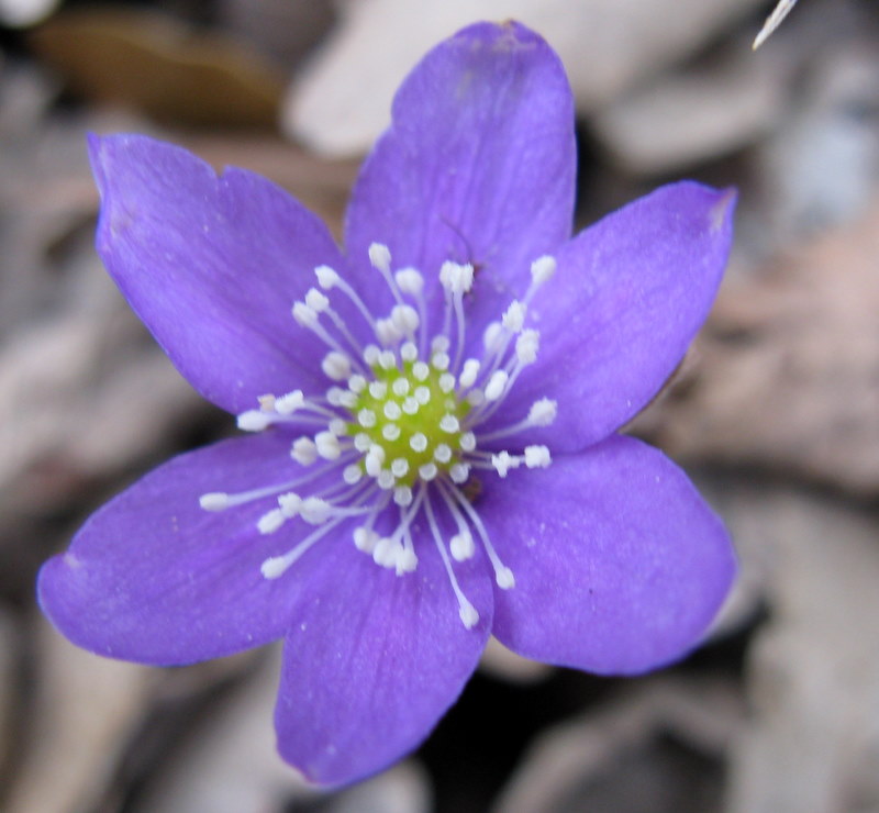 Hepatica nobilis