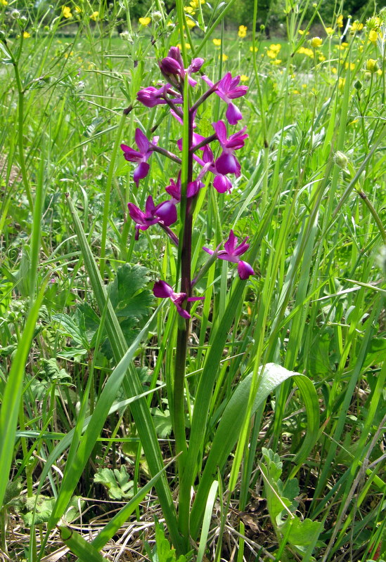 A.Laxiflora fiorentina