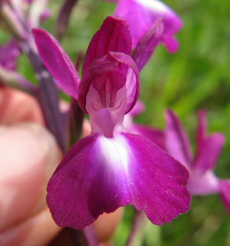 A.Laxiflora fiorentina