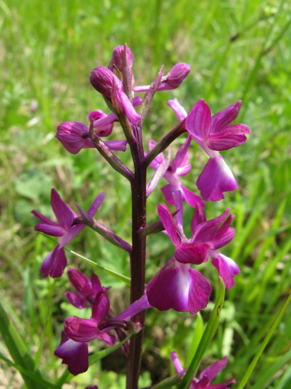 A.Laxiflora fiorentina