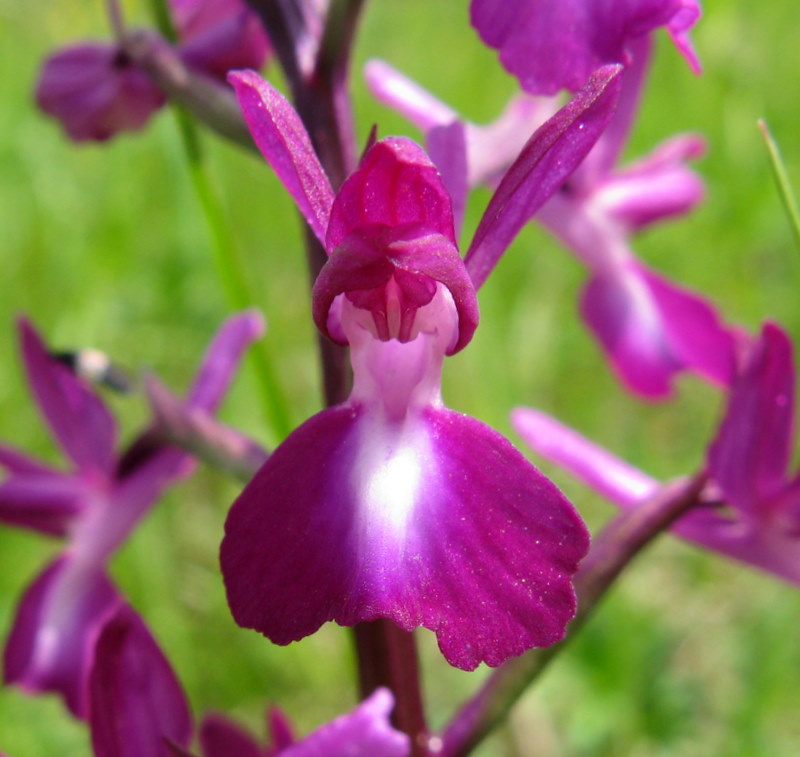 A.Laxiflora fiorentina