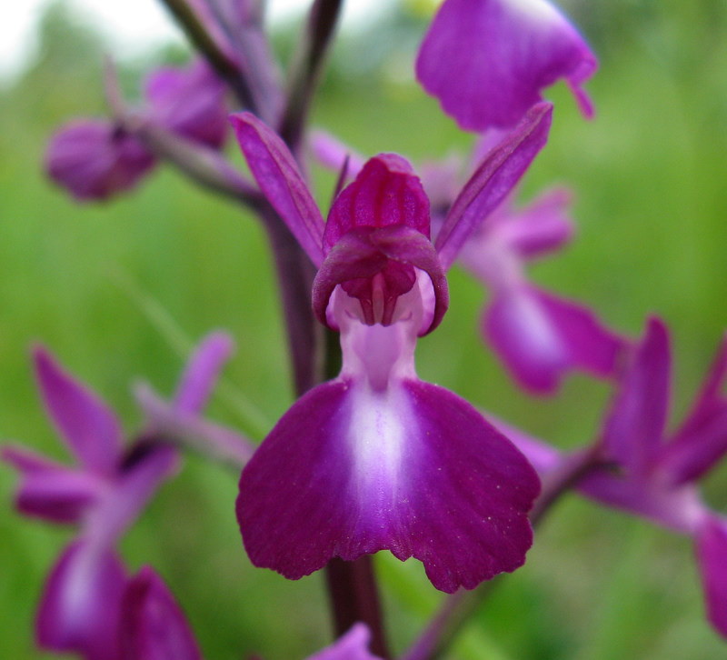 A.Laxiflora fiorentina