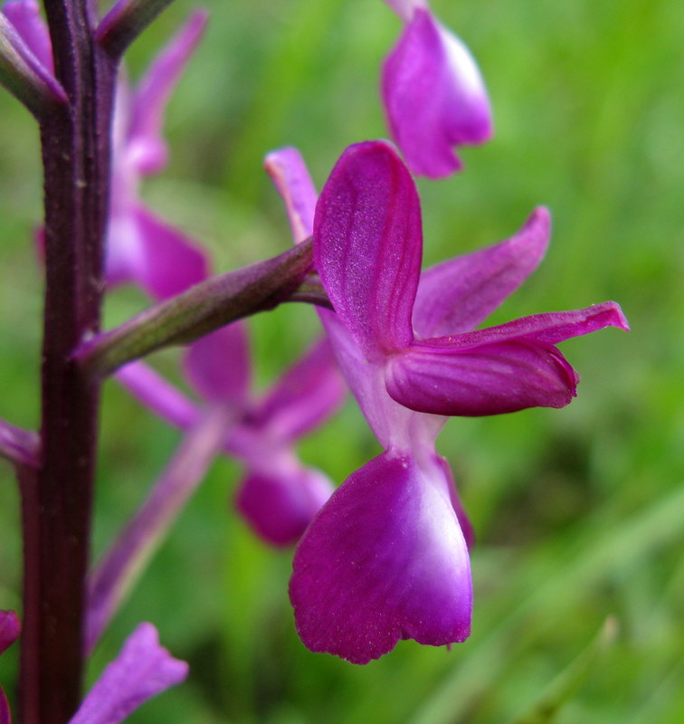 A.Laxiflora fiorentina