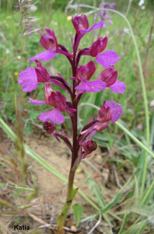 Anacamptis Xgennari  ( Valdichiana)