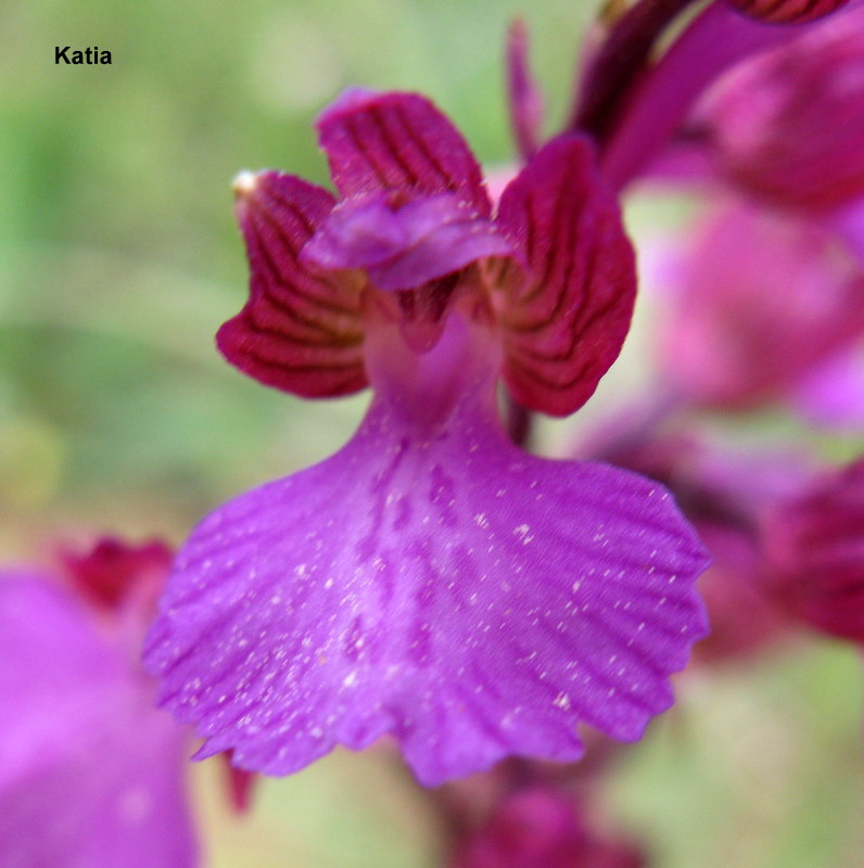 Anacamptis Xgennari  ( Valdichiana)