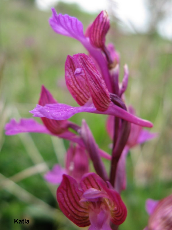 Anacamptis Xgennari  ( Valdichiana)