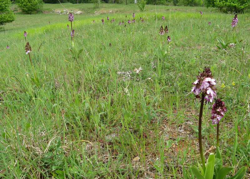 Una distesa di purpurea!