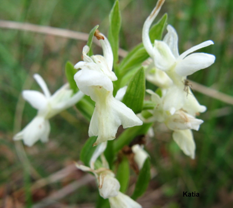 Dactylorhiza romana