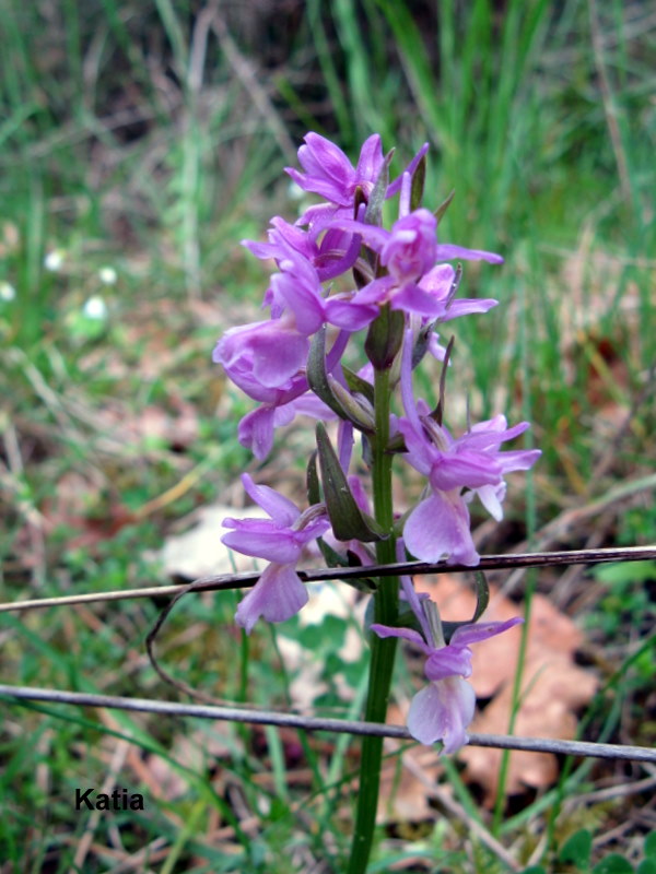 Dactylorhiza romana