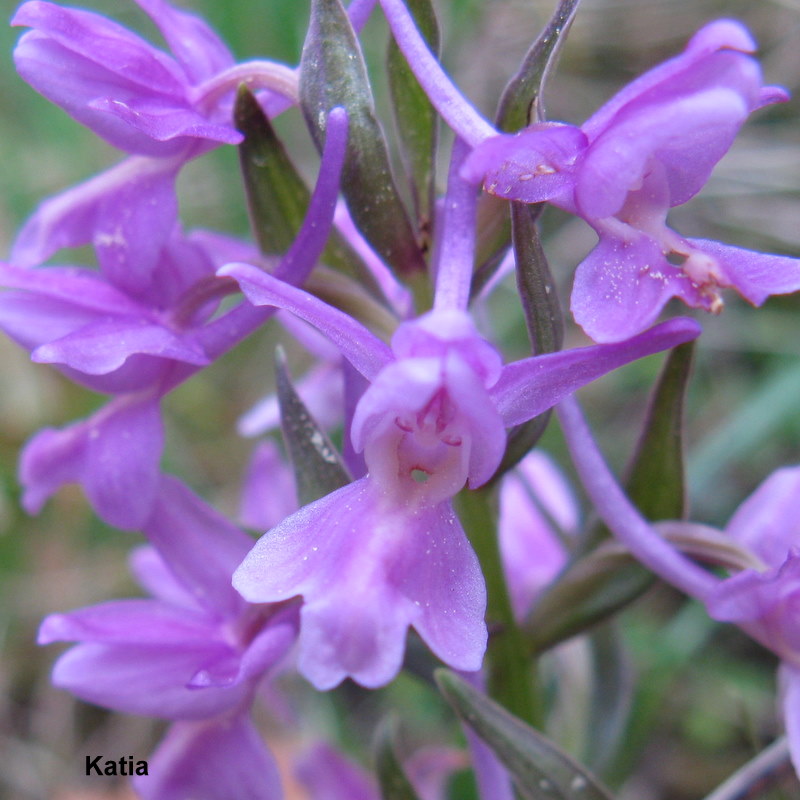 Dactylorhiza romana