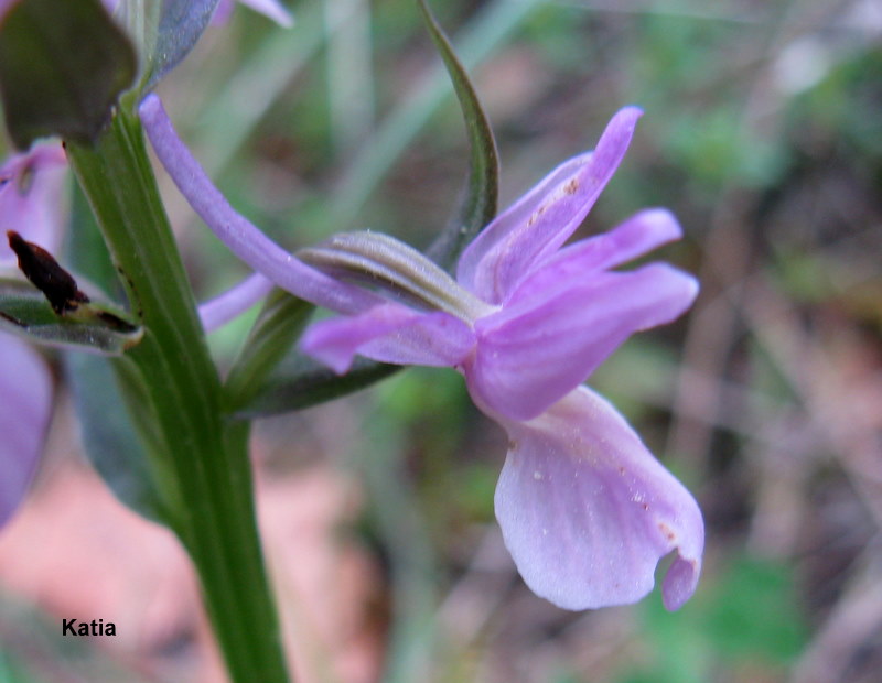 Dactylorhiza romana