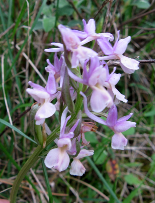 Dactylorhiza romana