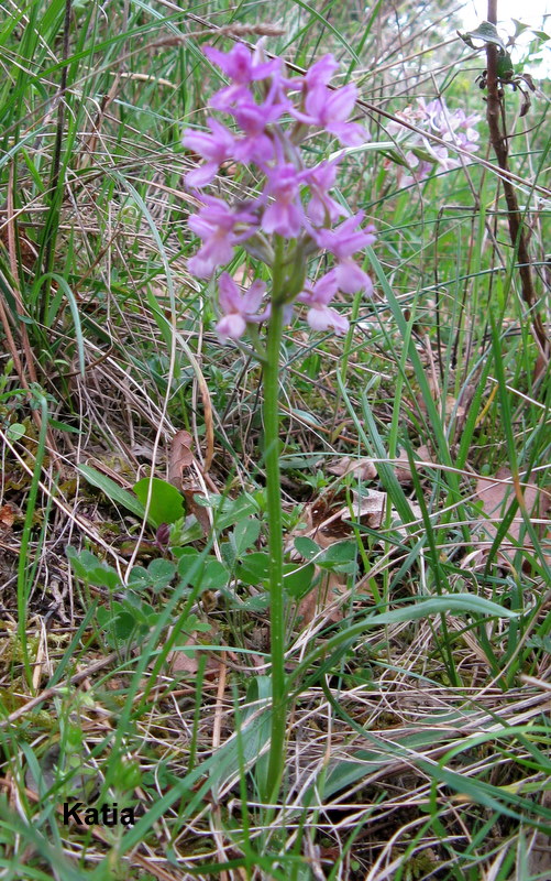 Dactylorhiza romana