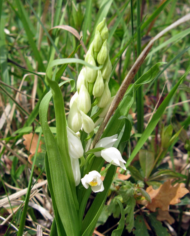 Pasqua in Valdichiana