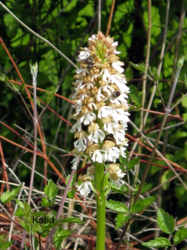 O. purpurea apocromatica pi ospite