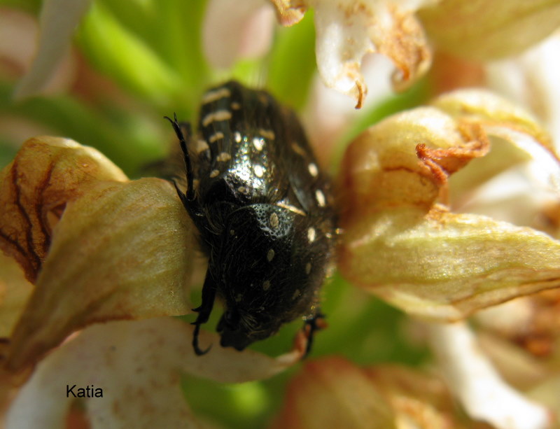 O. purpurea apocromatica pi ospite