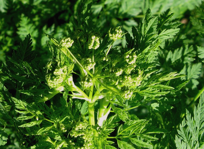 Conium maculatum / Cicuta maggiore