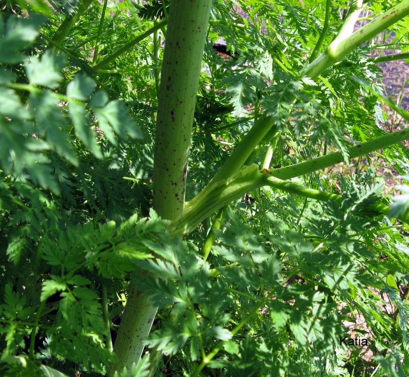 Conium maculatum / Cicuta maggiore