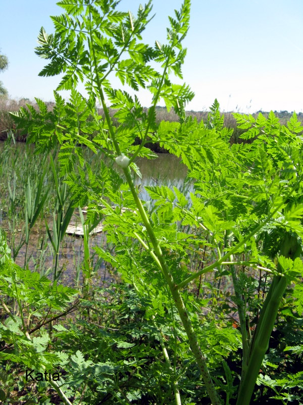 Conium maculatum / Cicuta maggiore