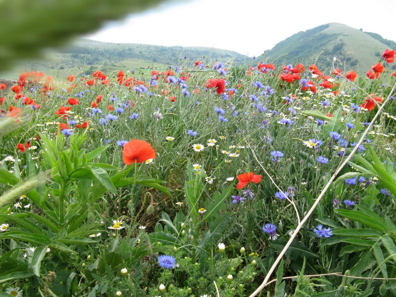 Fiordaliso - Cyanus segetum