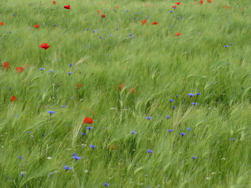 Fiordaliso - Cyanus segetum