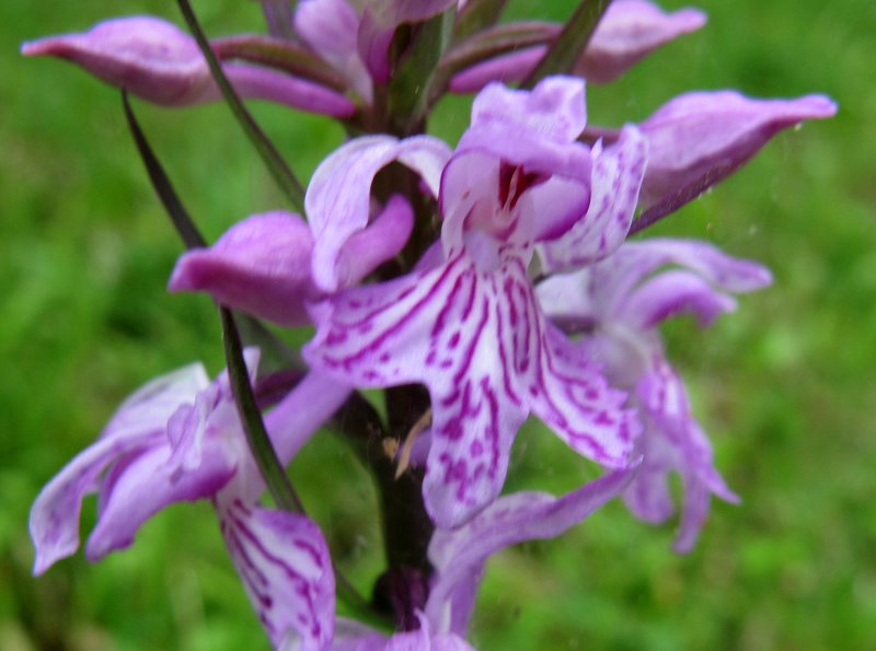 Dactylorhiza maculata subsp. saccifera / Orchidea saccifera