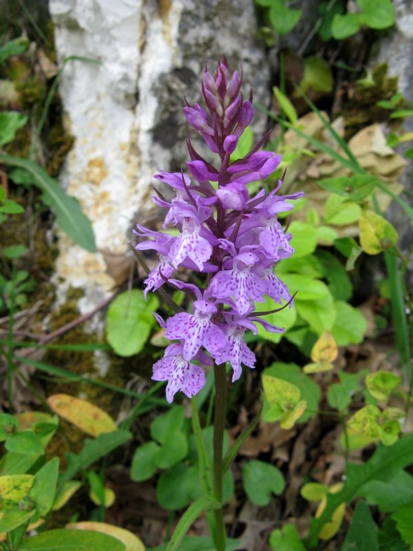 Dactylorhiza maculata subsp. saccifera / Orchidea saccifera