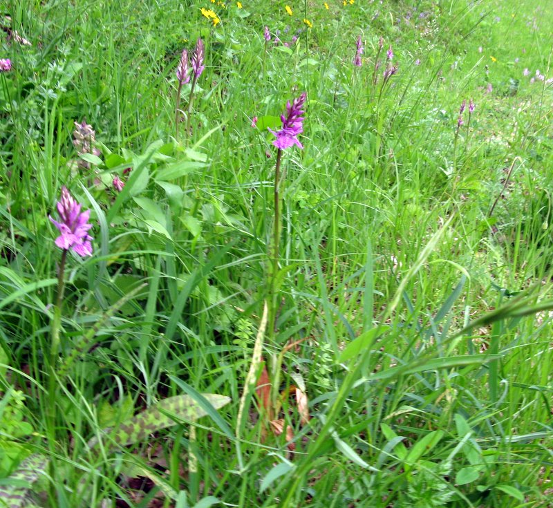 Dactylorhiza maculata subsp. saccifera / Orchidea saccifera